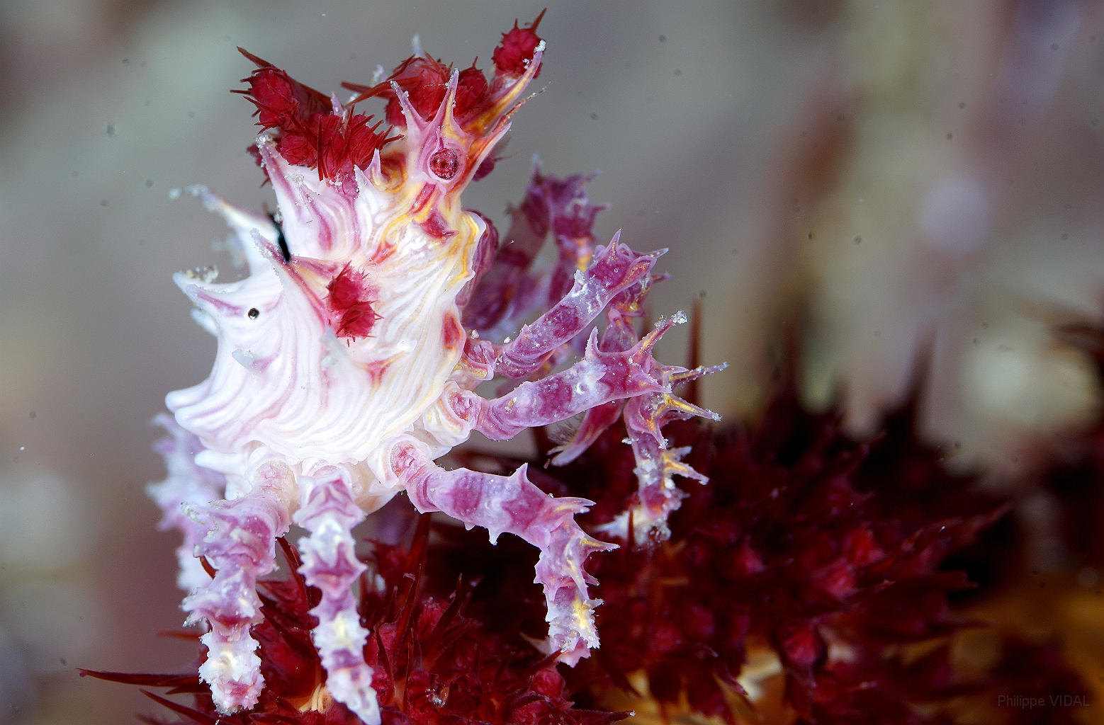 Banda Sea 2018 - DSC06270_rc - Soft coral crab - Crabe des alcyonaires - Hoplophrys oatesii.jpg